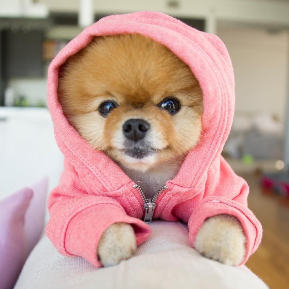 Декоративные собаки названия