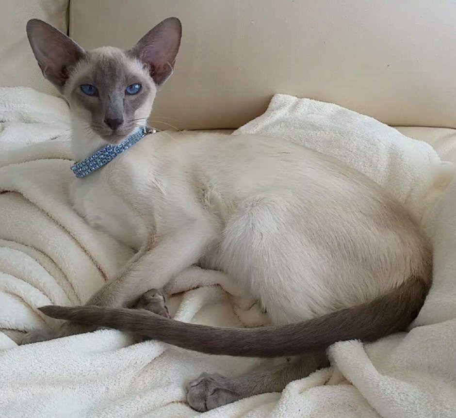 Сфинкс кошка исчадие ада
