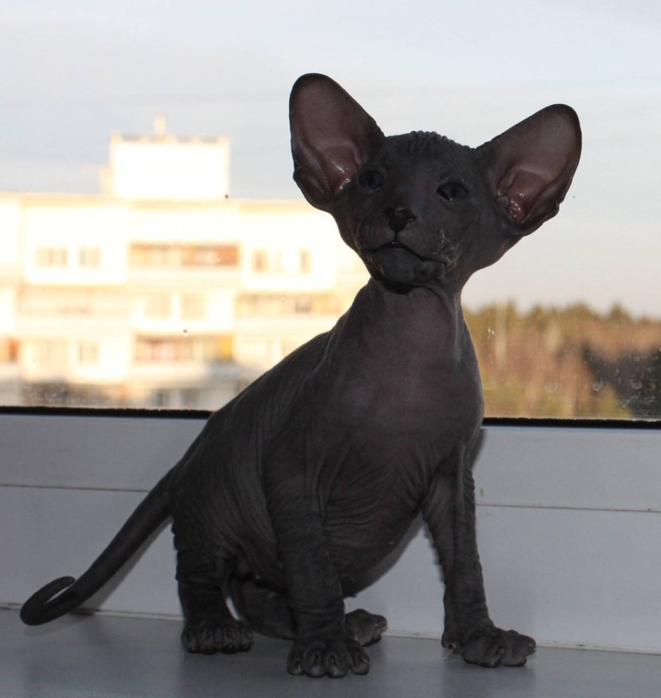 Кот грузин Ориентальная кошка