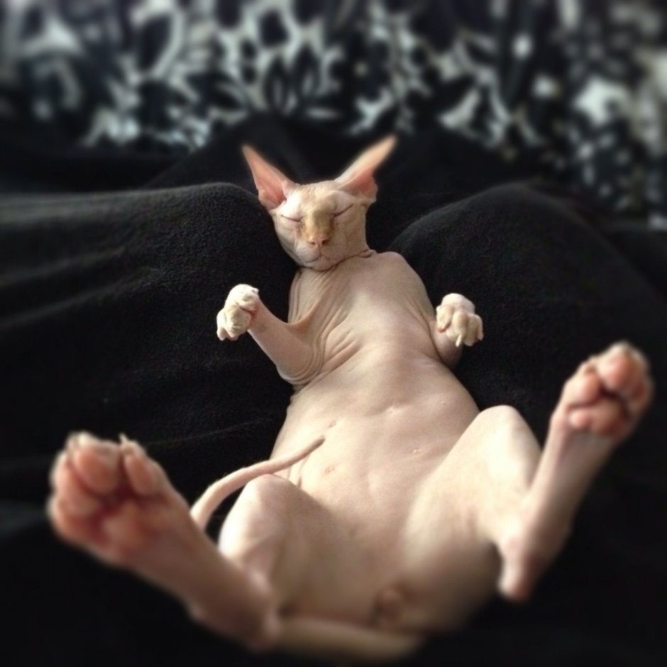 Кот сфинкс