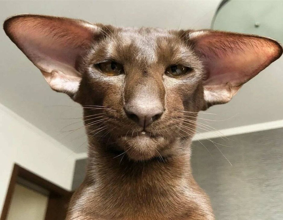 Коты ориенталы грузины