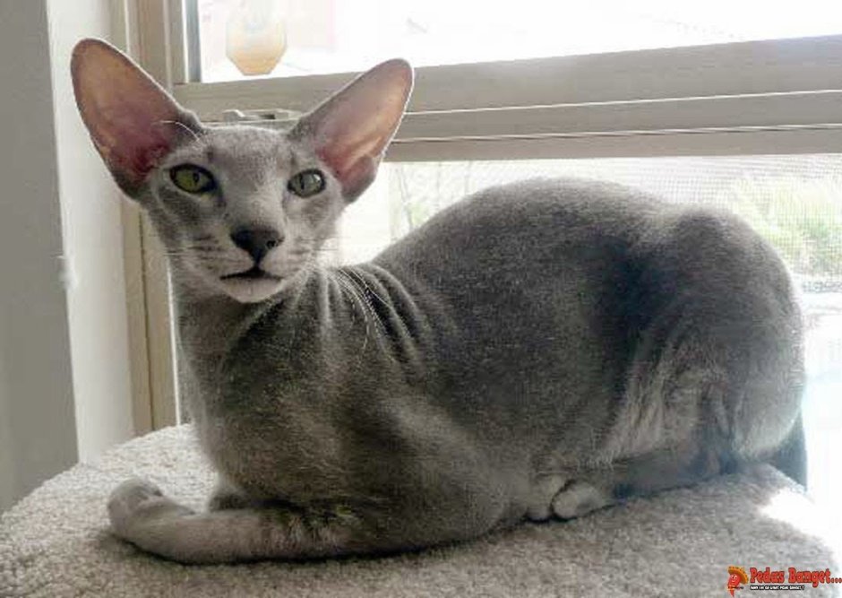 Коты ориенталы грузины