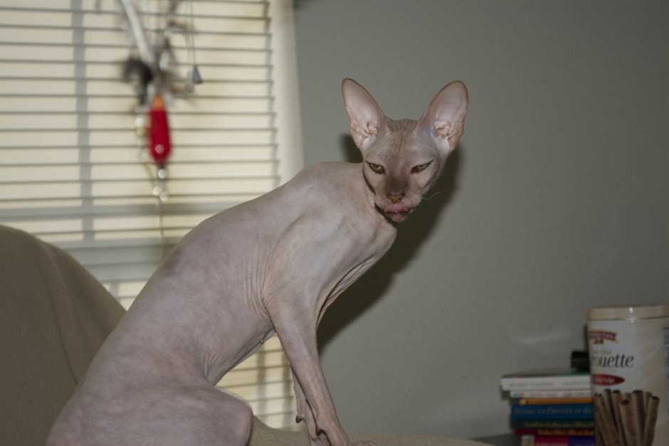 Oridisia Cat