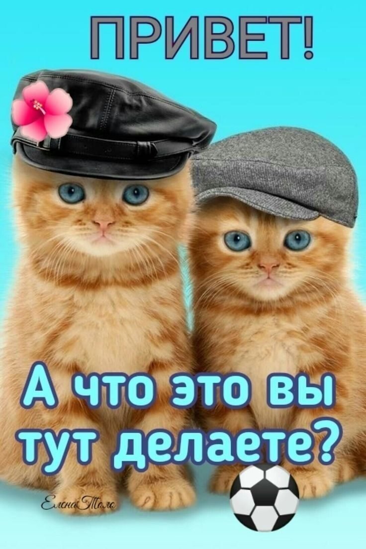 Котенок в кепке