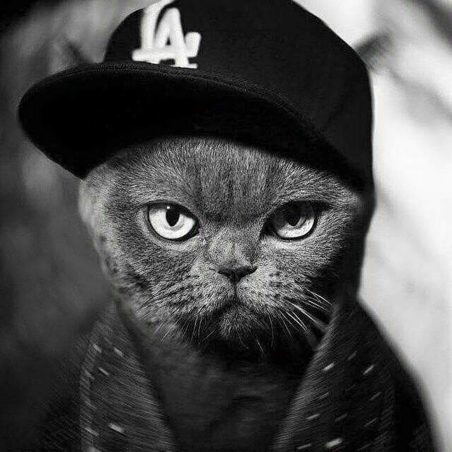 Крутой кот на аву