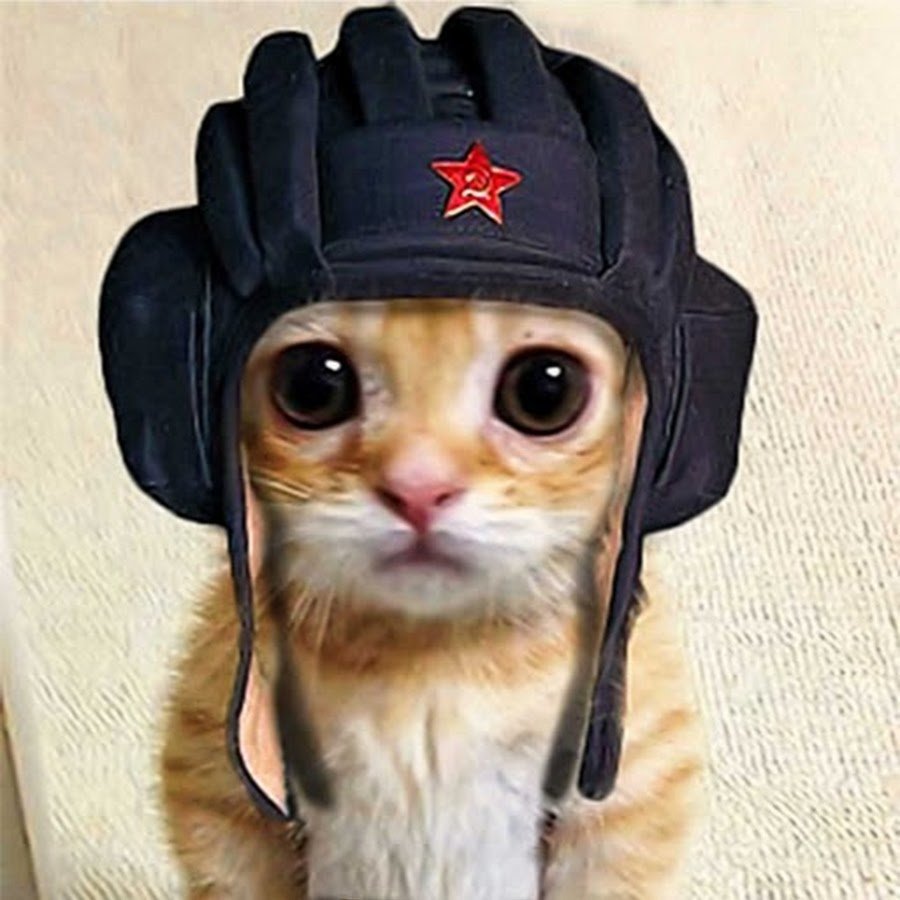 Кот в каске