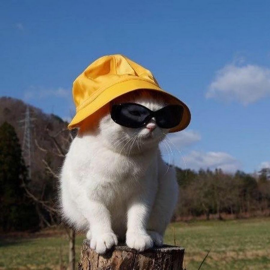 Кот в панамке и очках