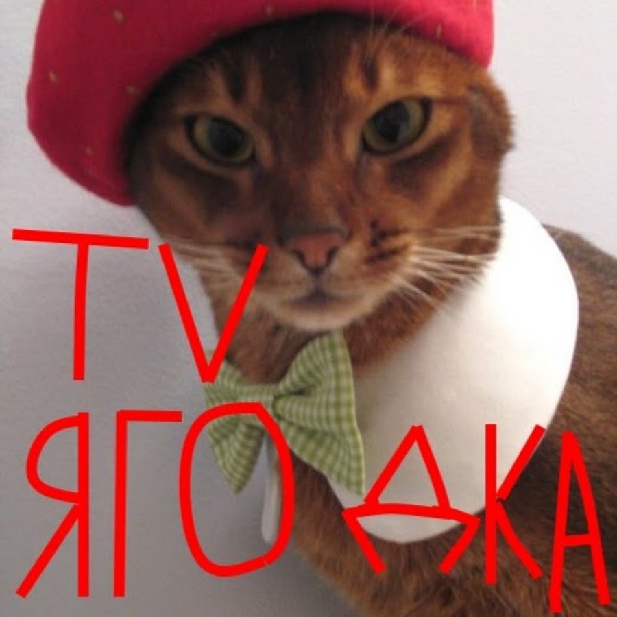 Кот в кепке