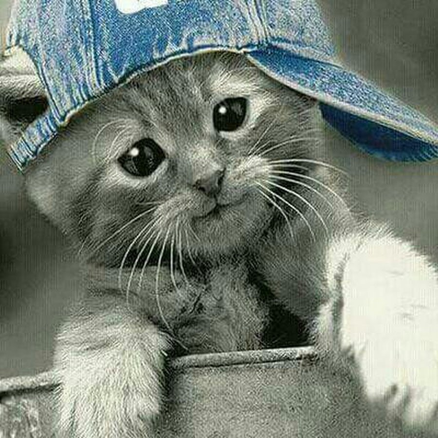 Котенок в кепке