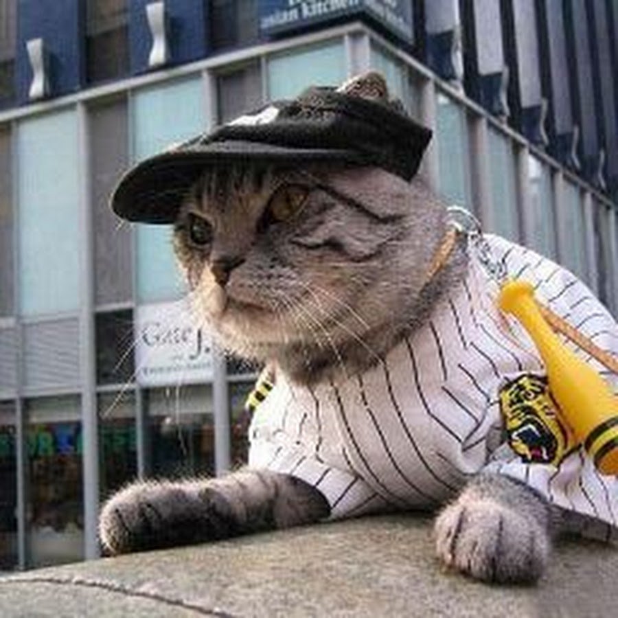 Кошка в кепке