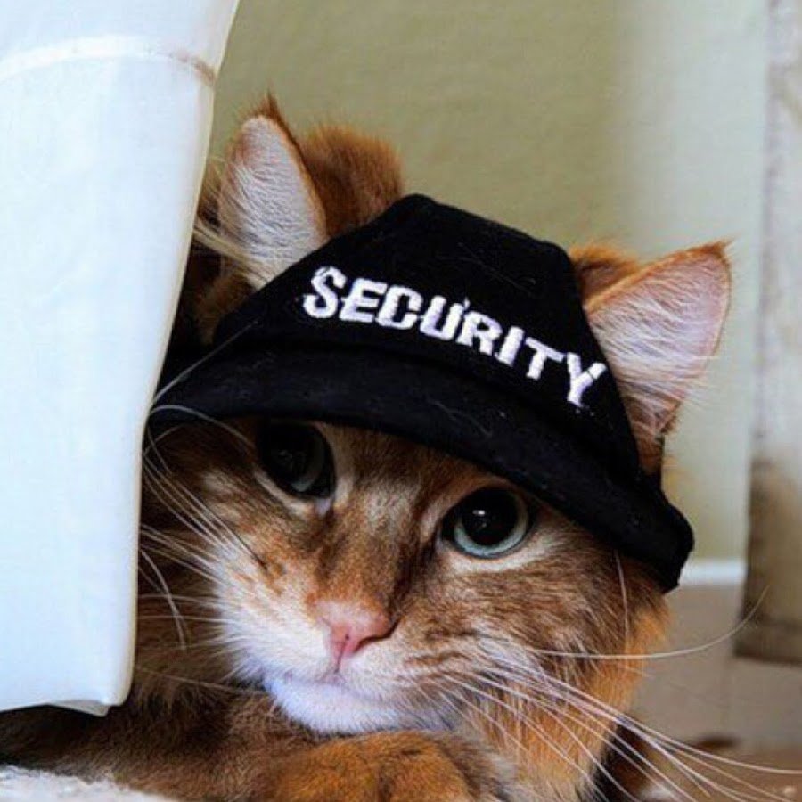 Кот охранник