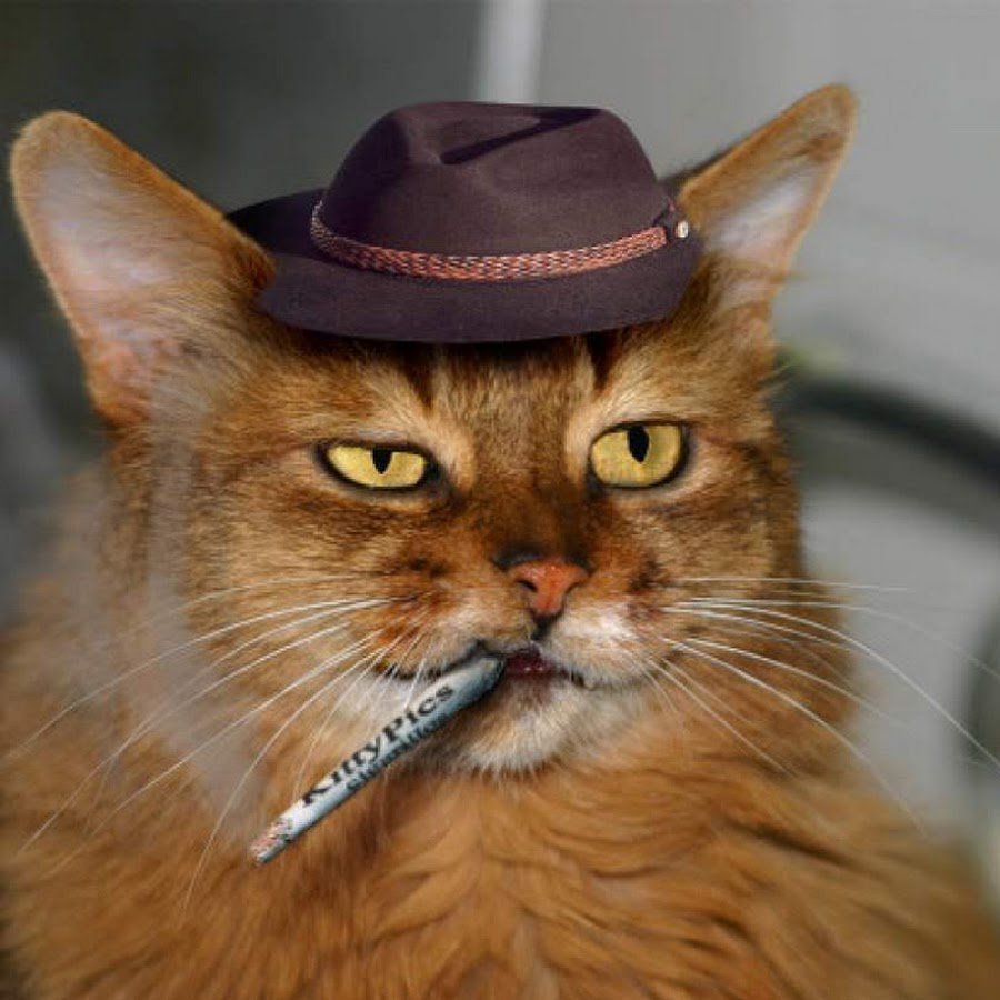 Кот гангстер