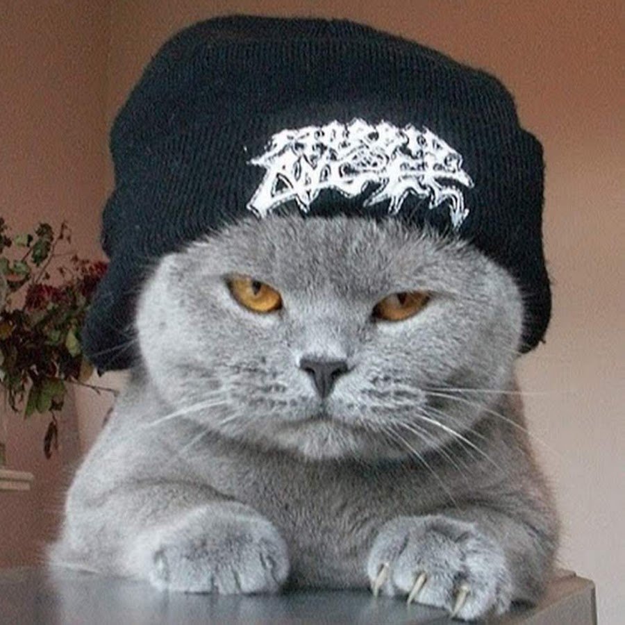 Кот в кепке