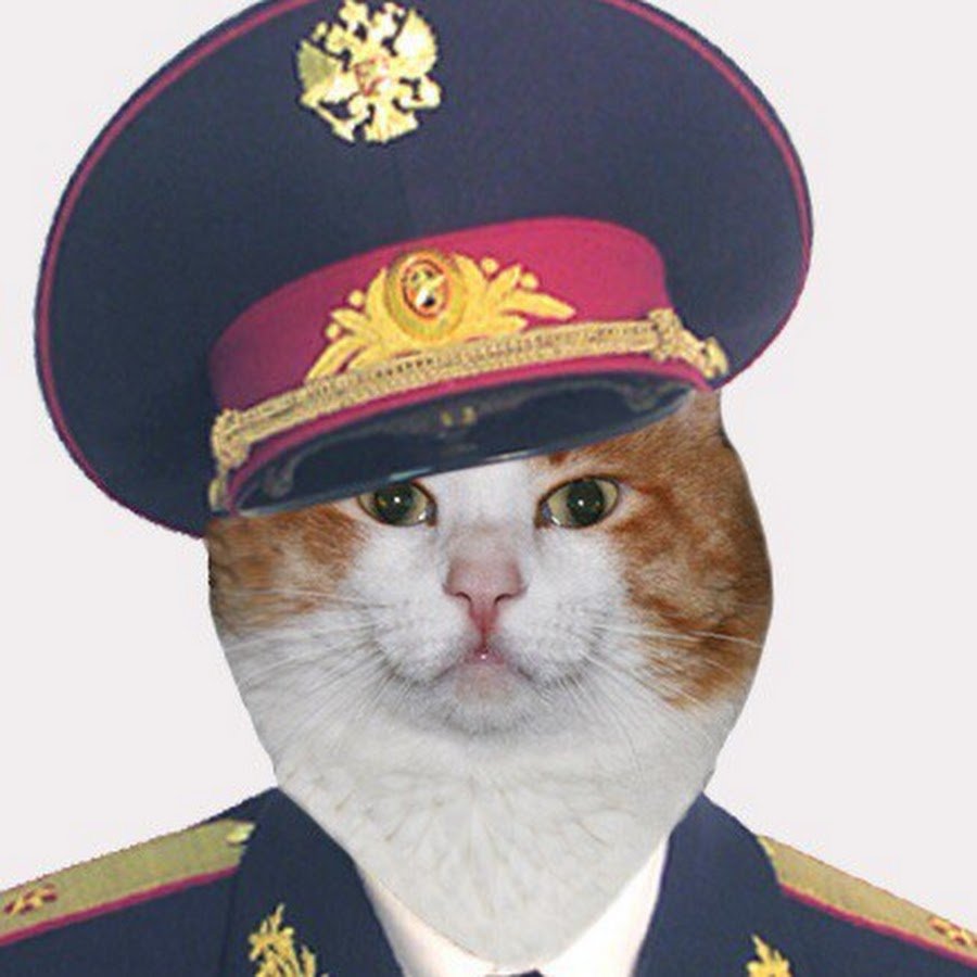 Кот в фуражке полицейского