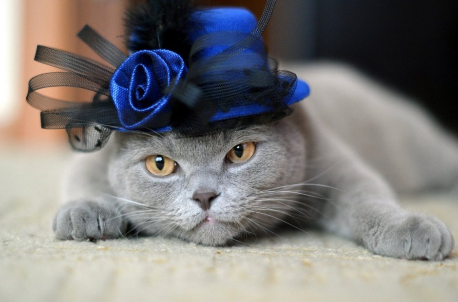 Кошка в шляпе