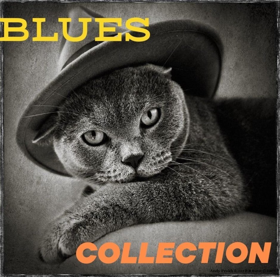 Котик в шляпе