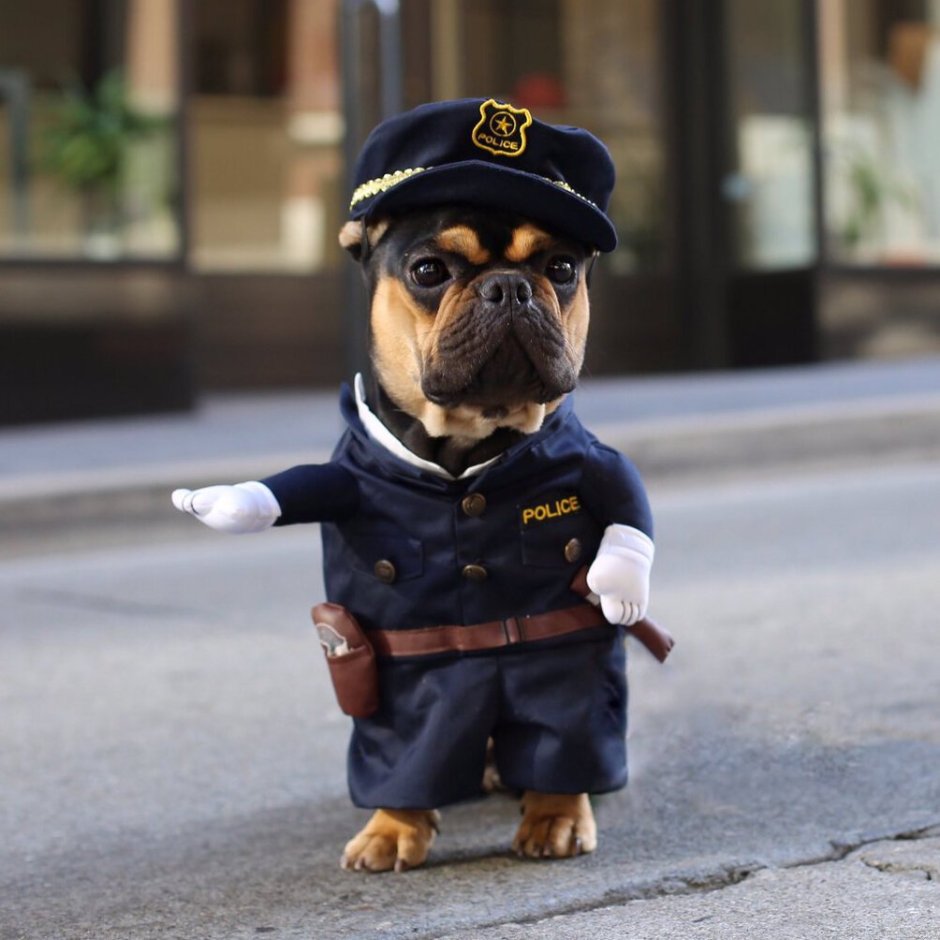 Собака в полицейской форме