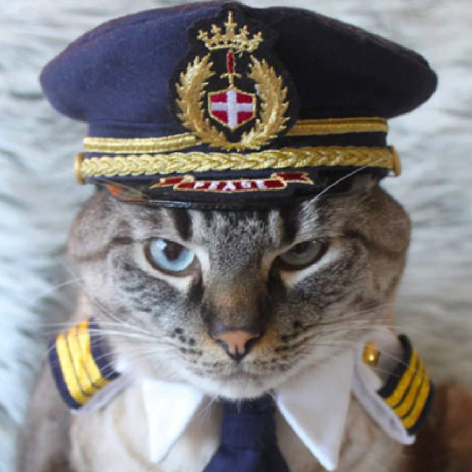 Кот в фуражке