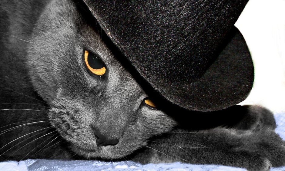 Черный кот в шляпе