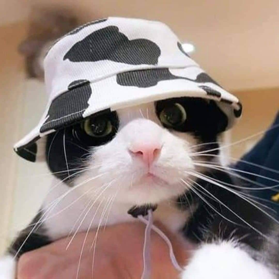 Кот в панамке