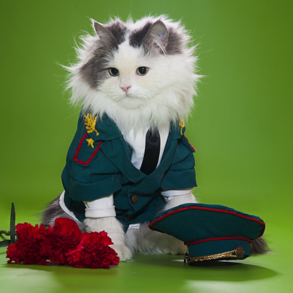 Котик в военной форме