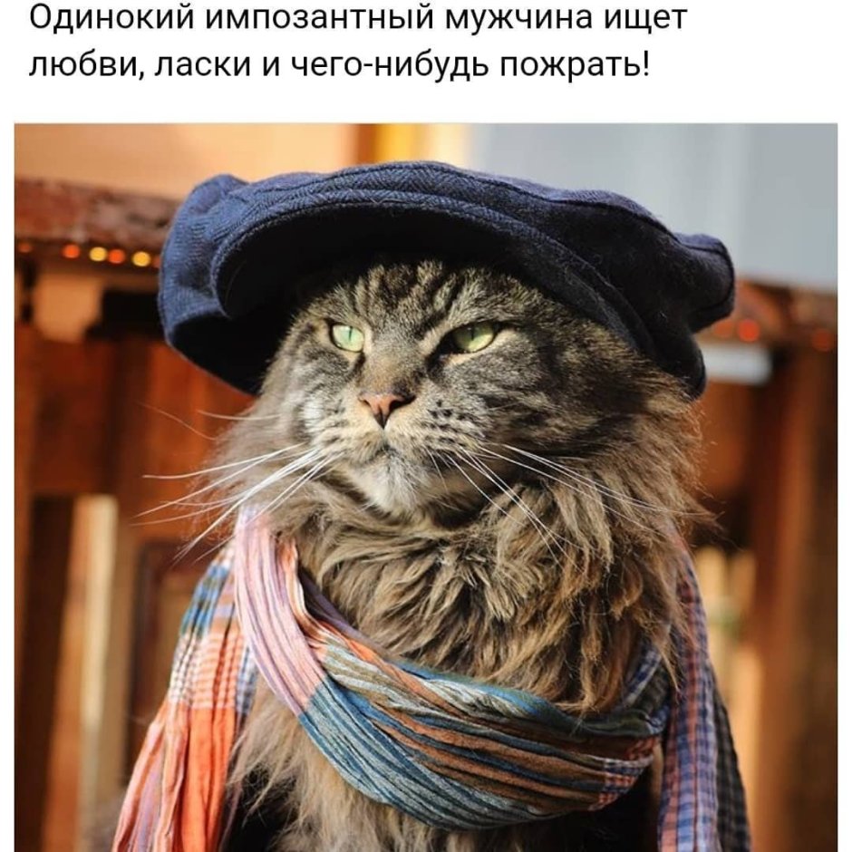 Котик в фуражке