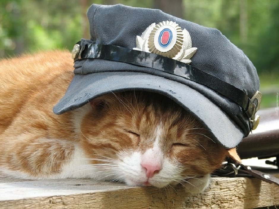 Кот в полицейской форме