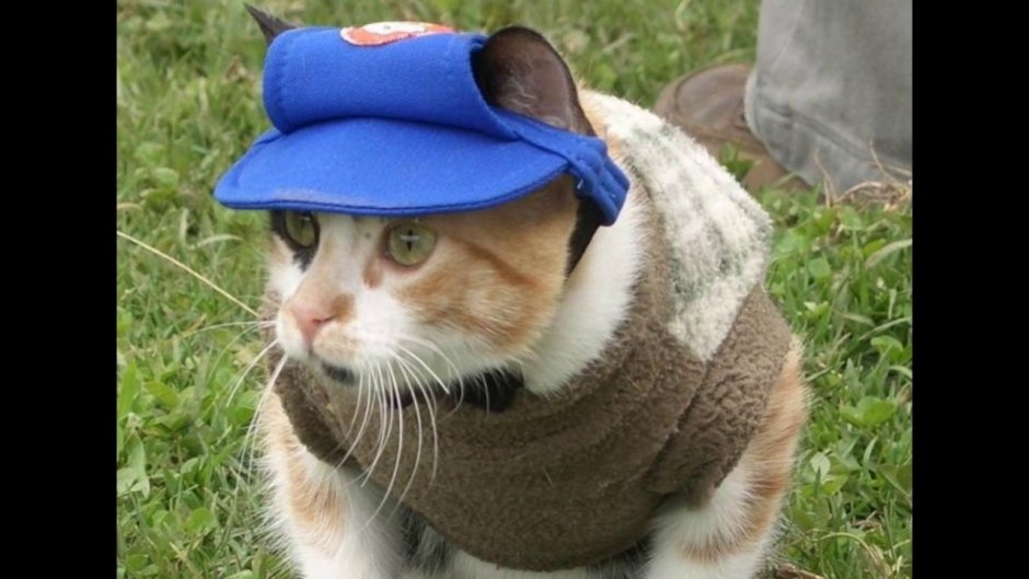 Рыжий кот в кепке