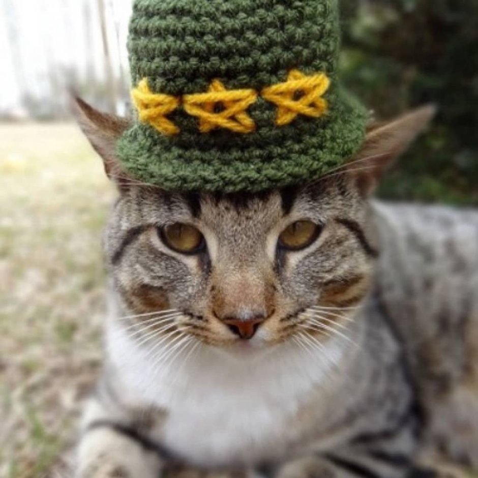 Котик в шапки Российской