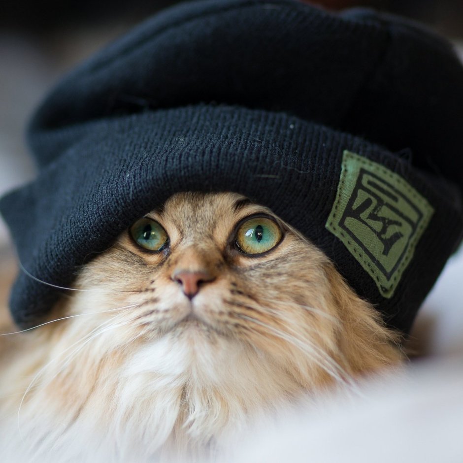 Котенок в кепке