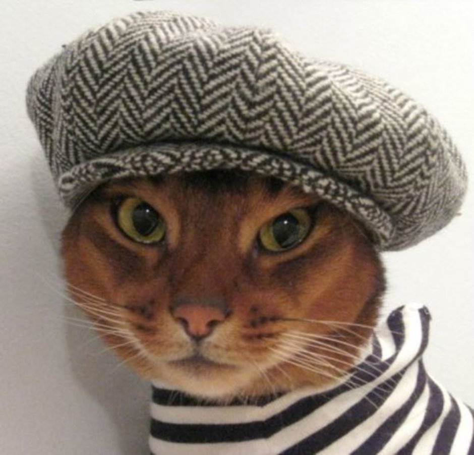 Коты в шапках