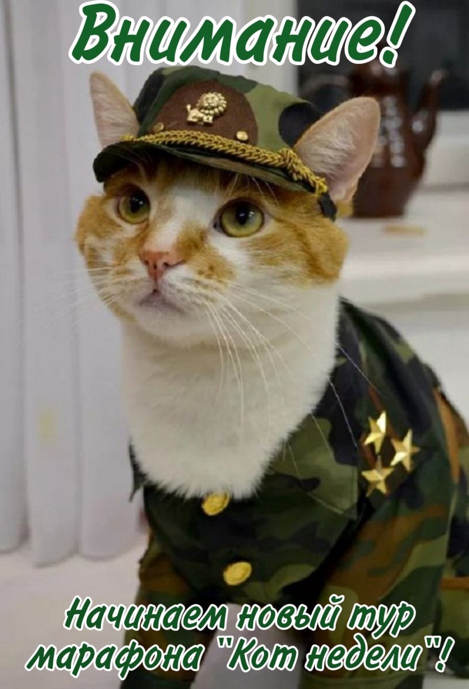 Кот в военной форме