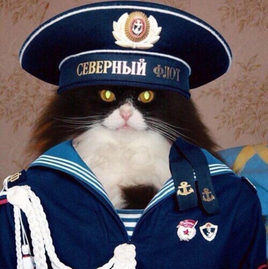 Кот Капитан