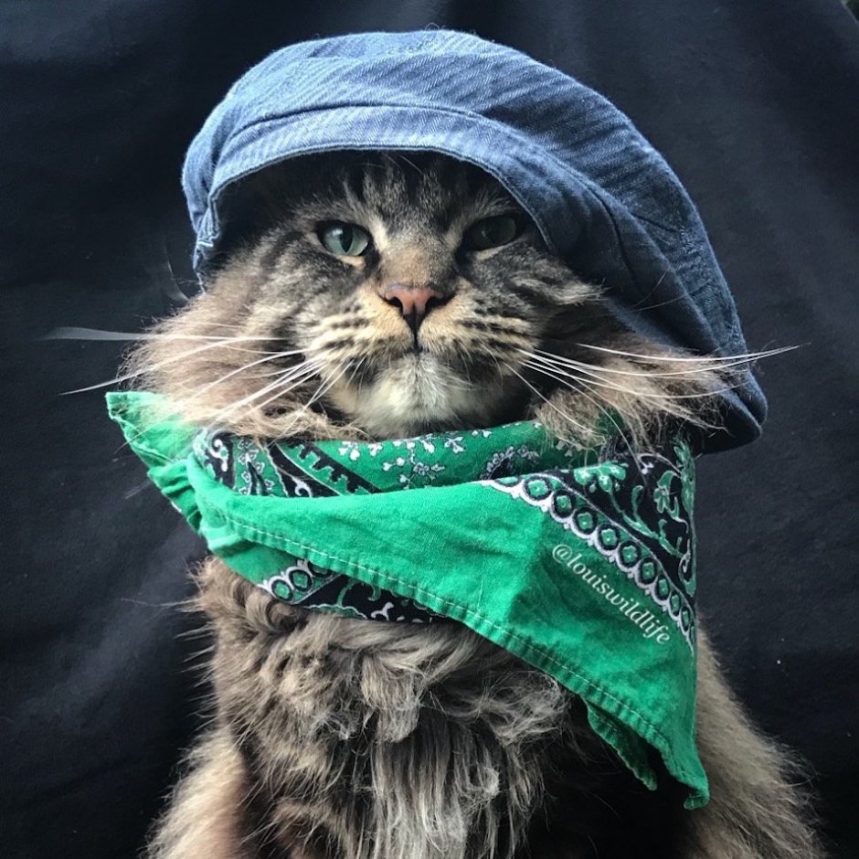 Кот в кепке