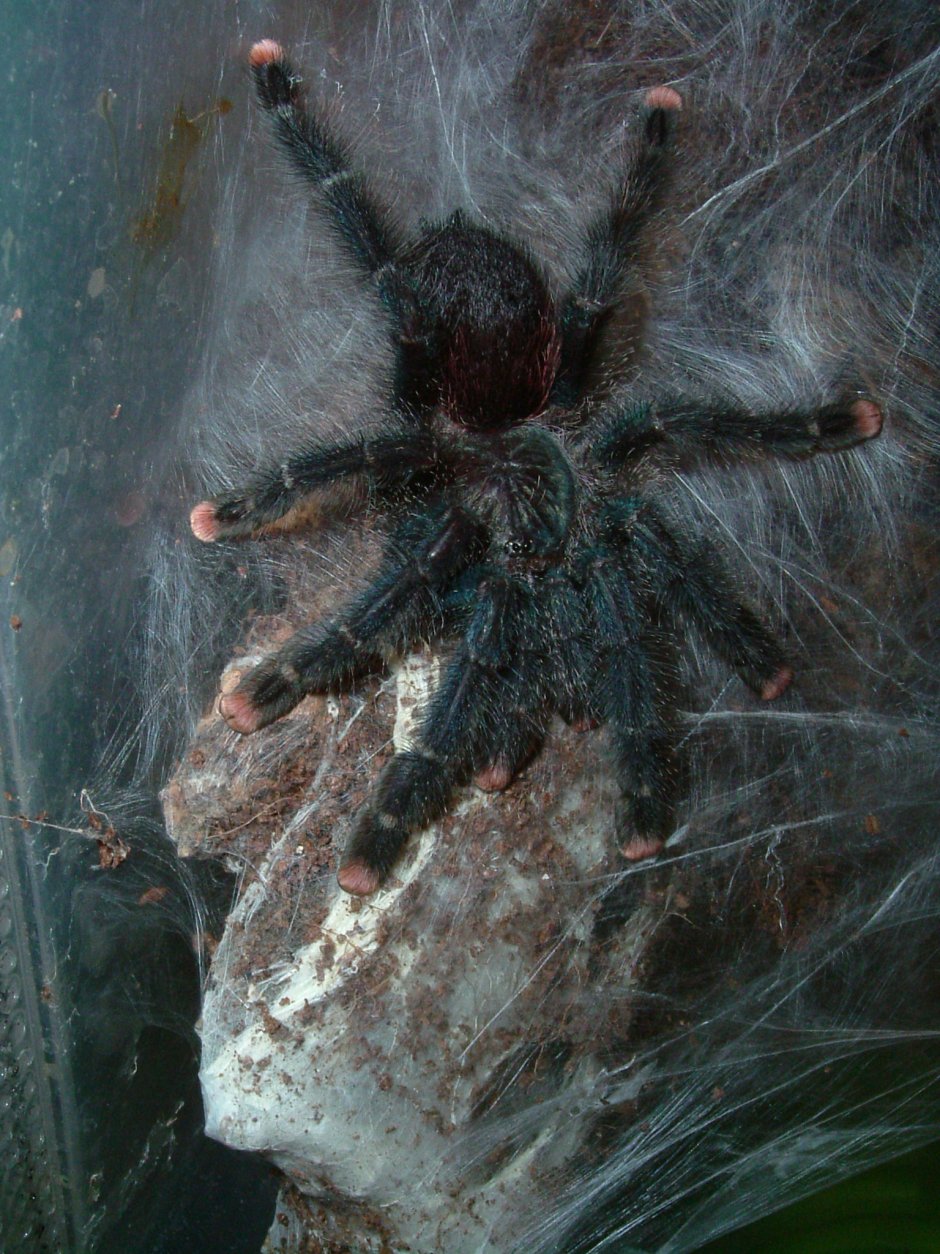 Птицеед Avicularia purpurea