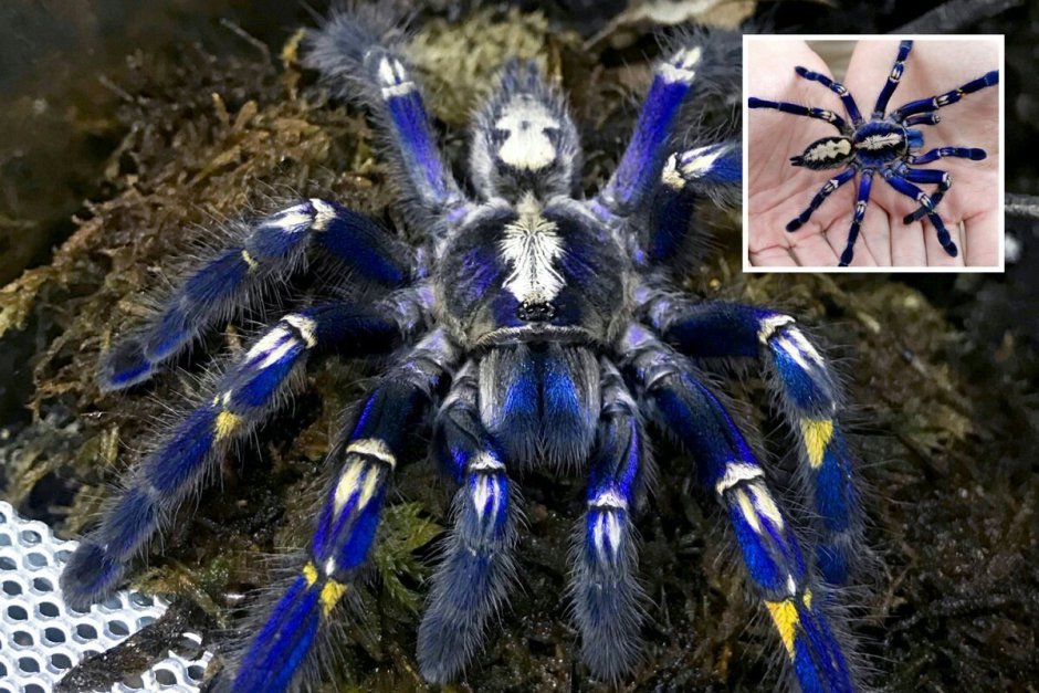 Паук птицеед Avicularia versicolor