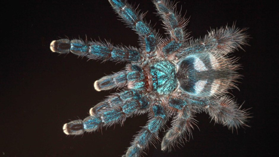 Avicularia Metallica "White hair"