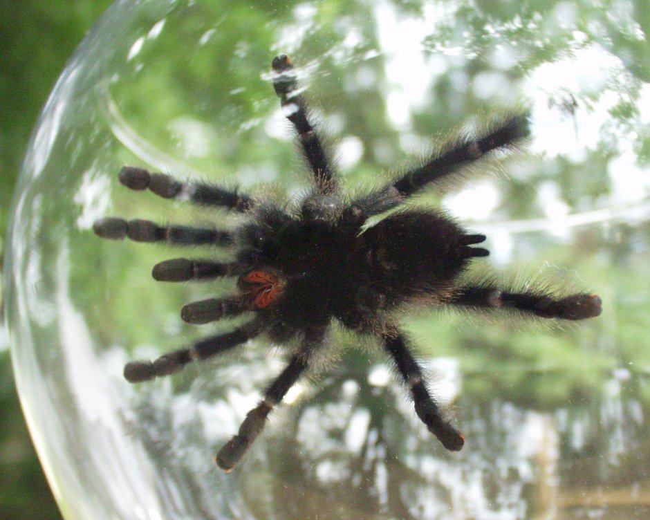 Avicularia versicolor (Авикулярия версиколор)