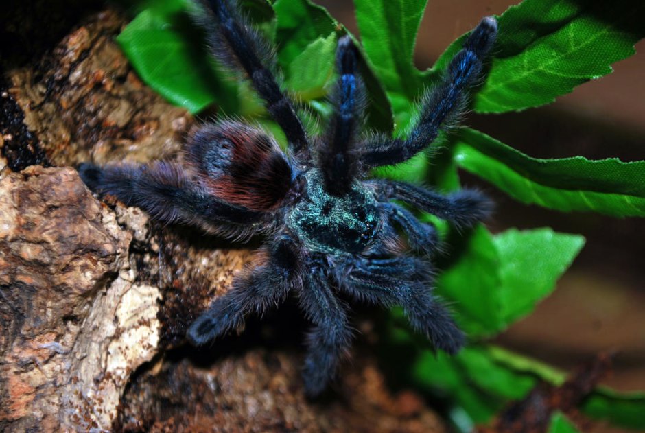 Паук птицеед Avicularia versicolor