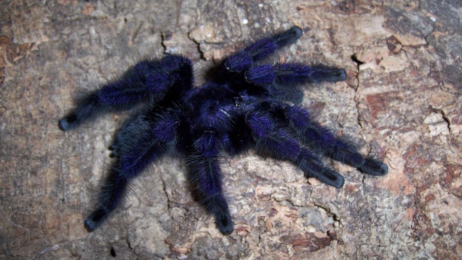 Птицеед Avicularia purpurea
