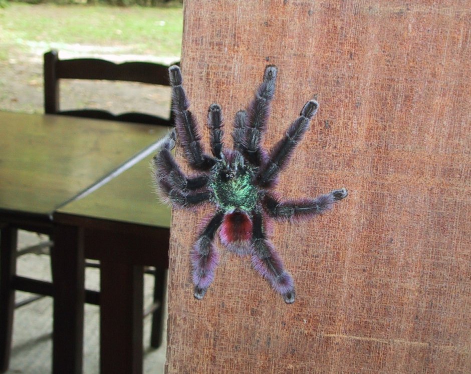 Паук Chromatopelma cyaneopubescens