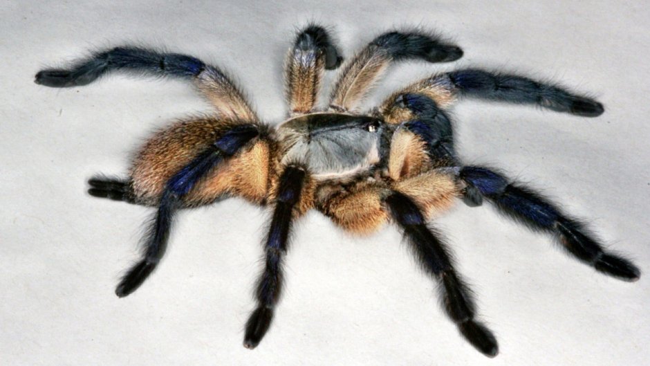 Паук птицеед Avicularia versicolor