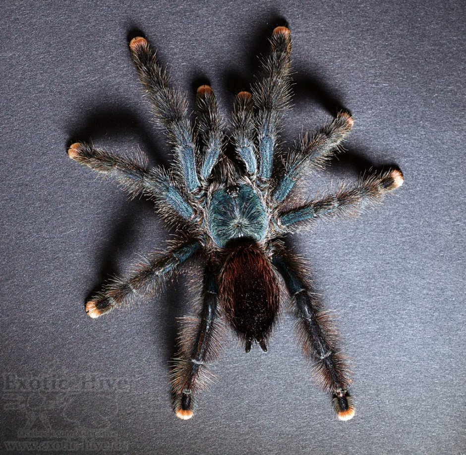 Птицеед Авикулярия металлика Avicularia