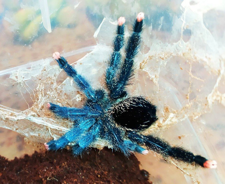 Avicularia braunshauseni