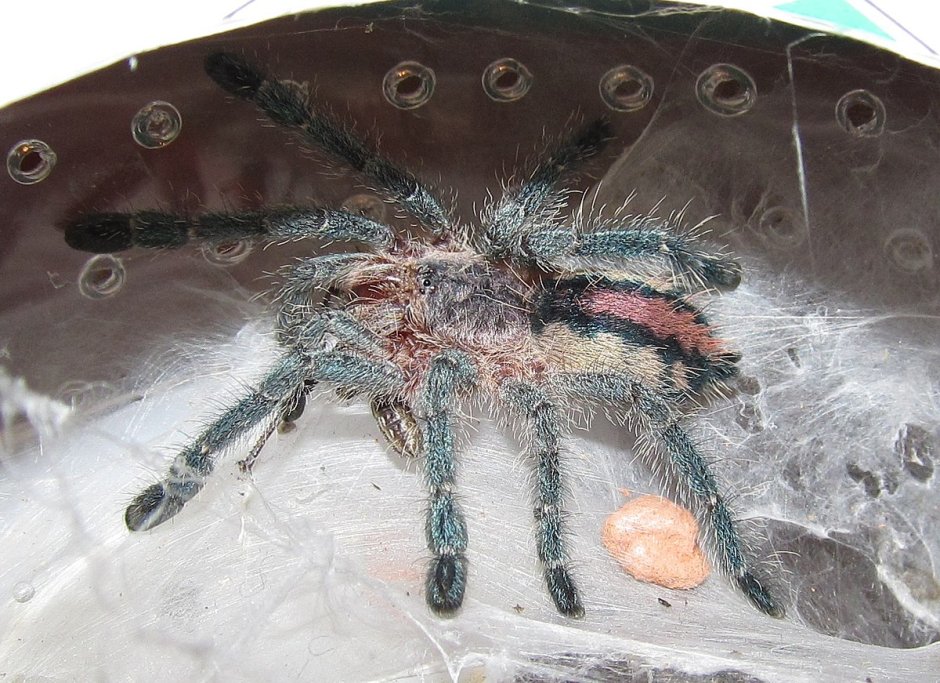 Versicolor паук