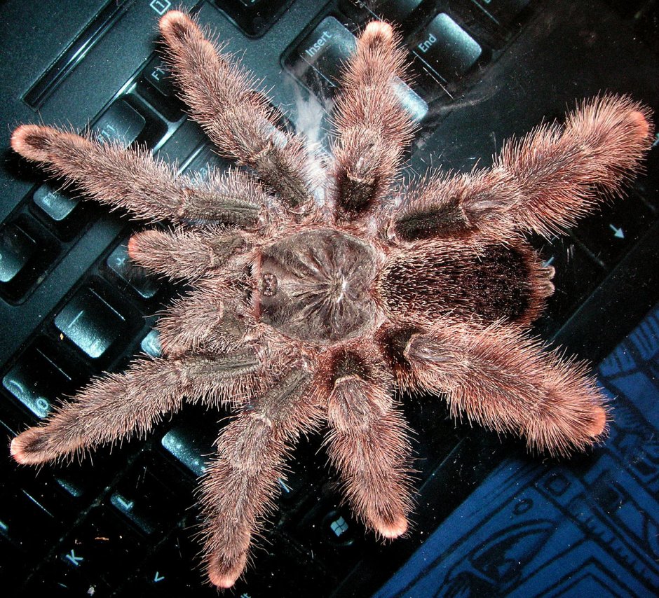 Паук птицеед Poecilotheria Metallica