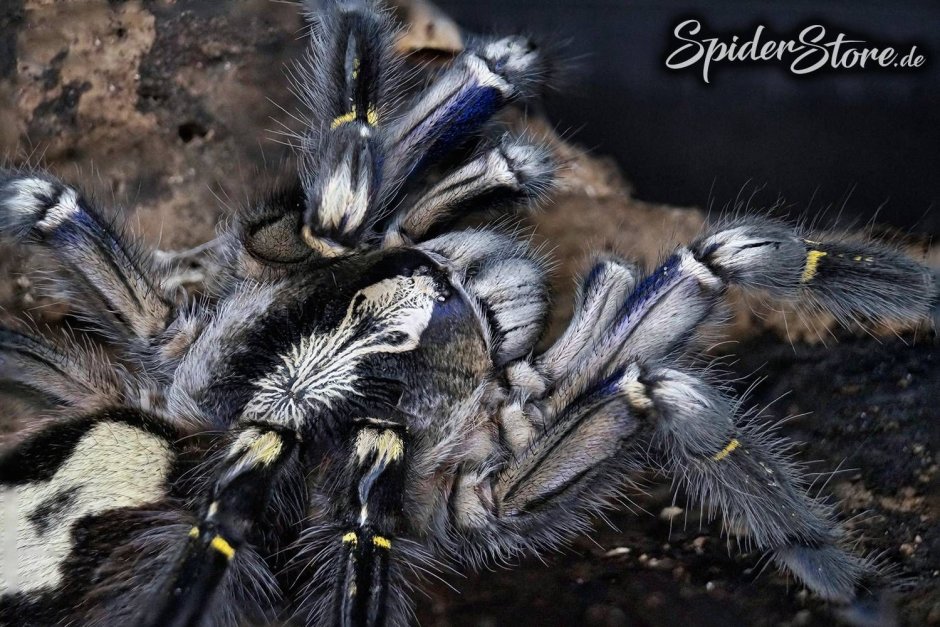 Avicularia Metallica