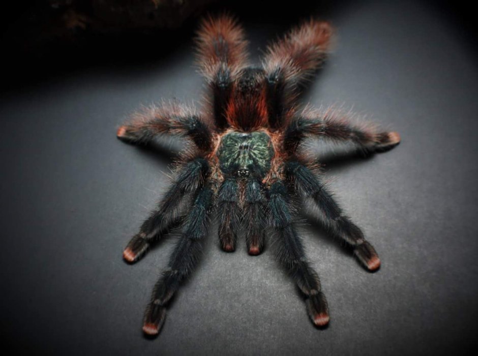 Паук-птицеед Poecilotheria fasciata