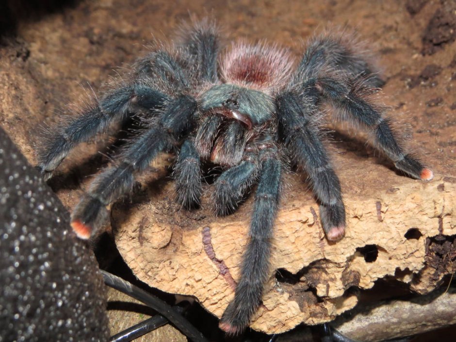 Avicularia versicolor самец
