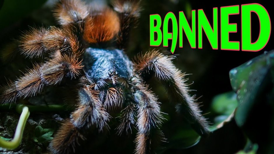 Avicularia Amazonica